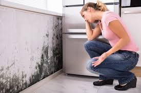 Best Basement Mold Removal  in Alva, OK